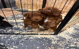 Cockapoo dogs for sale: Stunning toy size F1 cockapoo puppies - Image 16