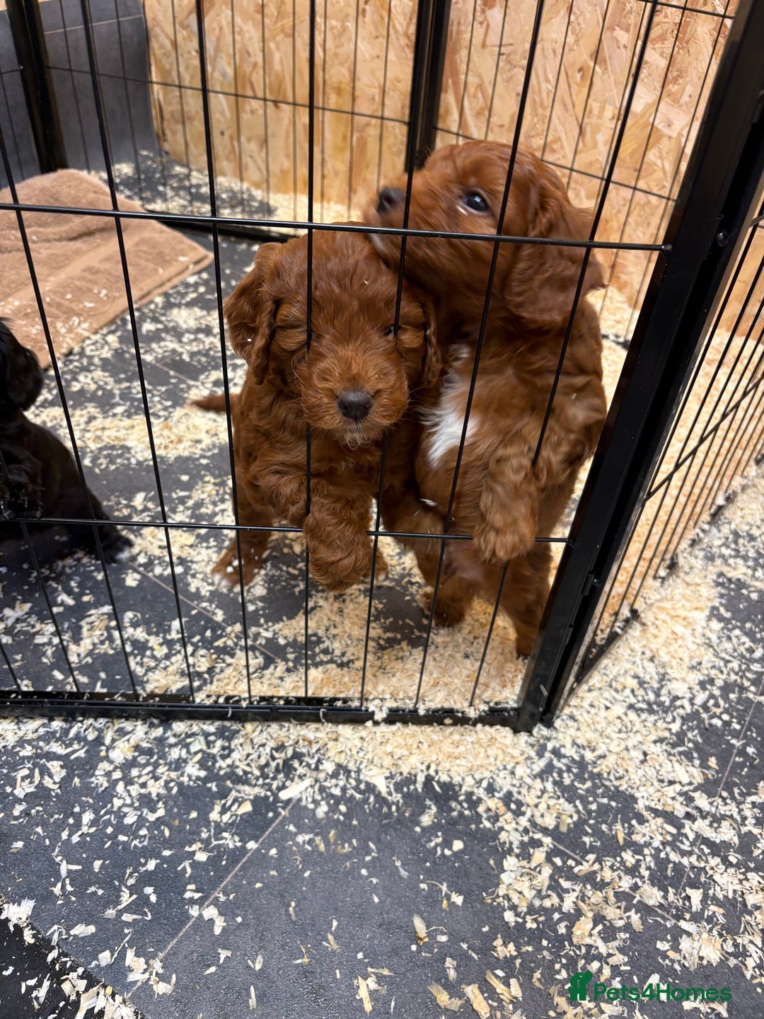 Cockapoo dogs for sale: Stunning toy size F1 cockapoo puppies - Image 16