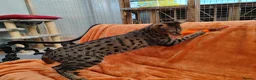 Savannah cats for sale: F3 Girl Brown Spotted Savannah TICA - Advert 11