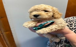 Miniature Poodle dogs for sale: Miniature poodles  - Image 10