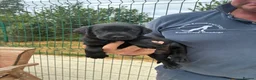 Labrador Retriever dogs for sale: 5 Star Council Registered Litter of Labrador pups - Advert 15