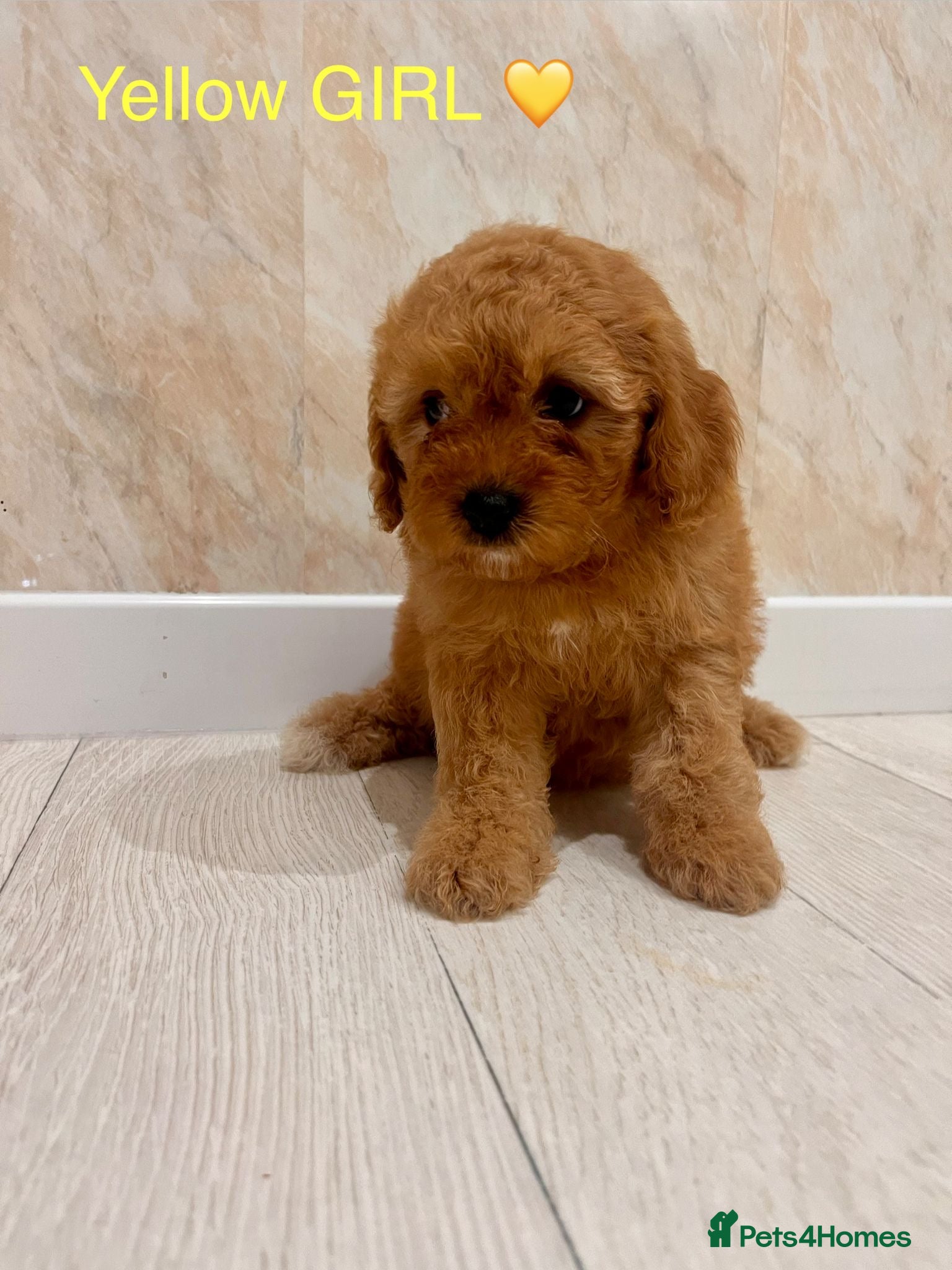 Cavapoo dogs CAVAPOO F1 PUPPYS  1 BOY 3 GIRLS AVAILABLE NOW  - Advert 1