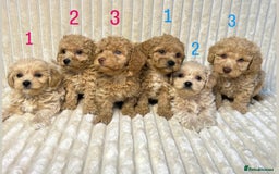 Maltipoo dogs for sale: Blue eyes F1 Maltipoo puppies - Image 1