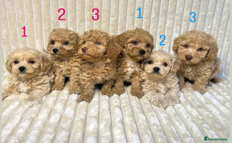 Maltipoo dogs - Advert 2