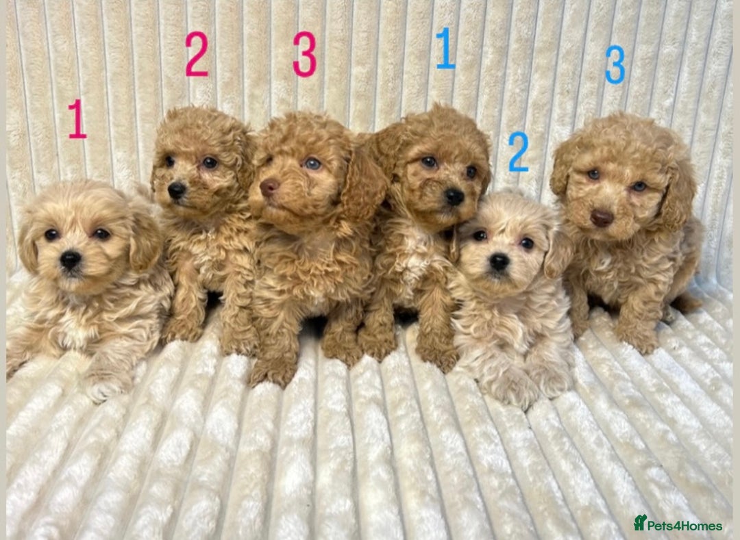 Maltipoo dogs for sale: Blue eyes F1 Maltipoo puppies - Image 1