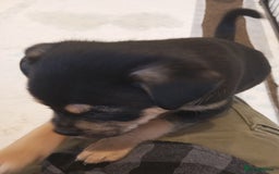 Mixed Breed dogs for sale: Pug X Collie pups (Pugollies) 3 Boys 2 Girls - Advert 11