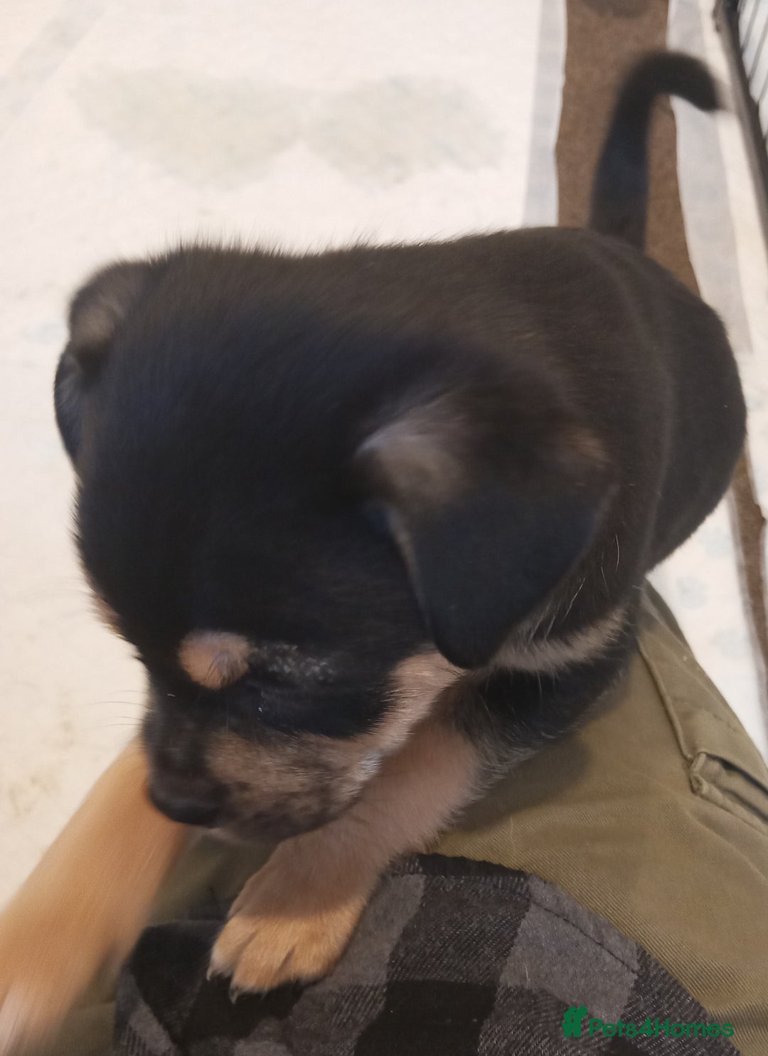 Mixed Breed dogs for sale: Pug X Collie pups (Pugollies) 3 Boys 2 Girls - Advert 11