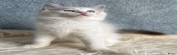 Ragdoll cats for sale: Beautiful Tica Register Kittens Ragdoll - Advert 24
