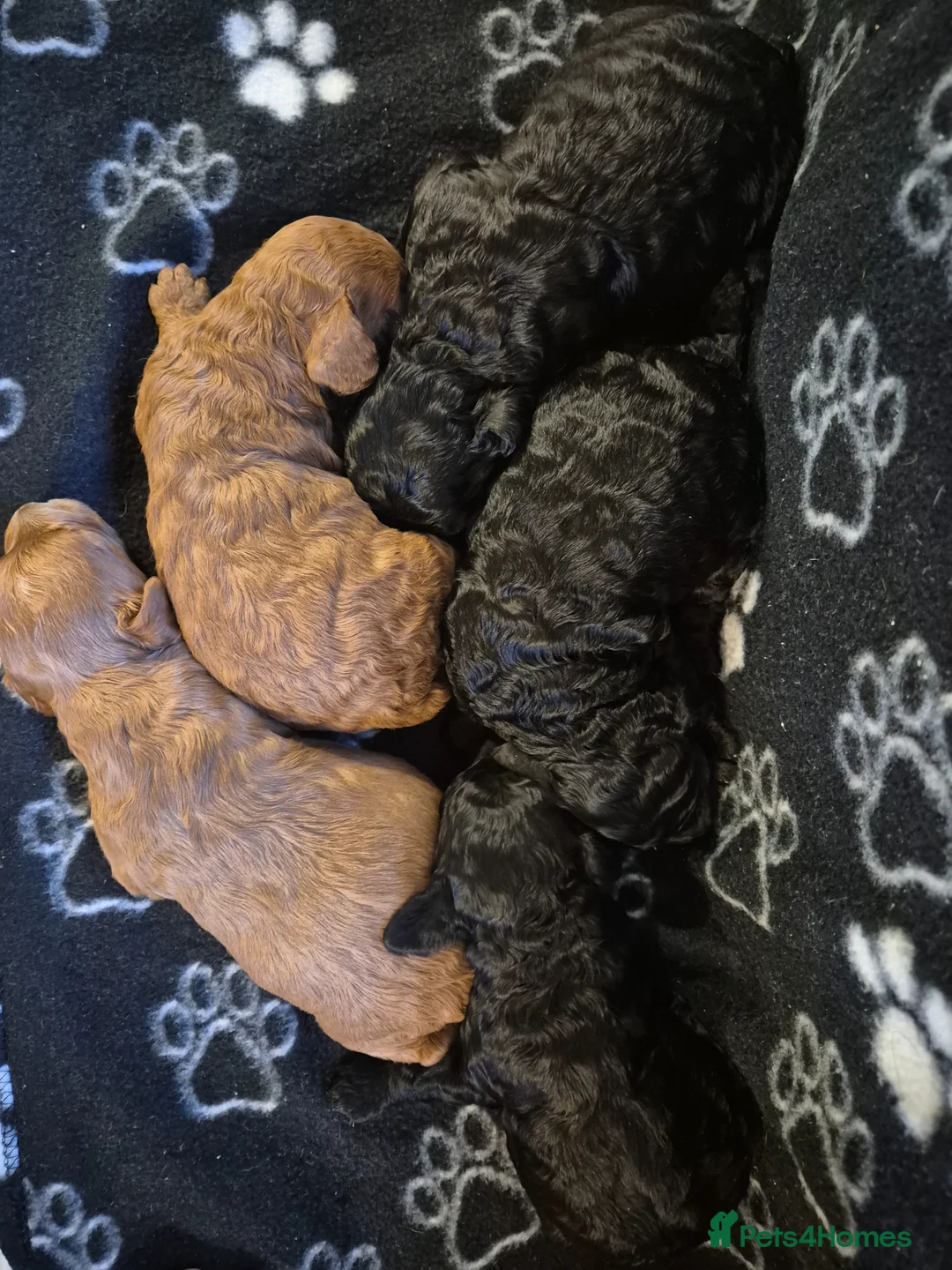 Cavapoo dogs for sale: **Stunning Cavapoo puppies** - Advert 1