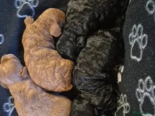 Cavapoo dogs **Stunning Cavapoo puppies** - Advert 9