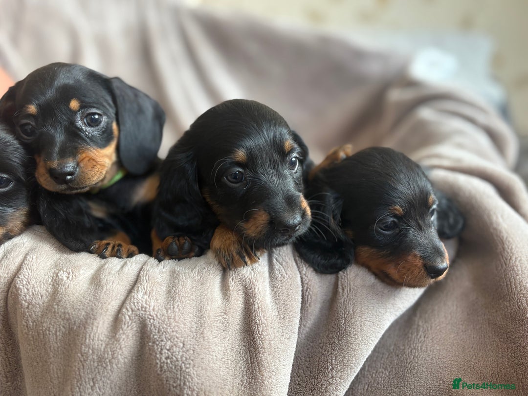 Dachshund dogs for sale: Dachshund  - Image 5