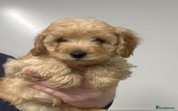 Cavapoo dogs for sale: Fully DNA Health Tested Cavapoo Puppies - Image 12
