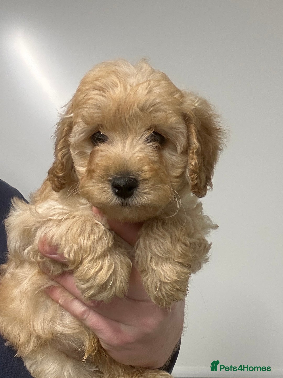 Cavapoo dogs for sale: Fully DNA Health Tested Cavapoo Puppies - Image 12