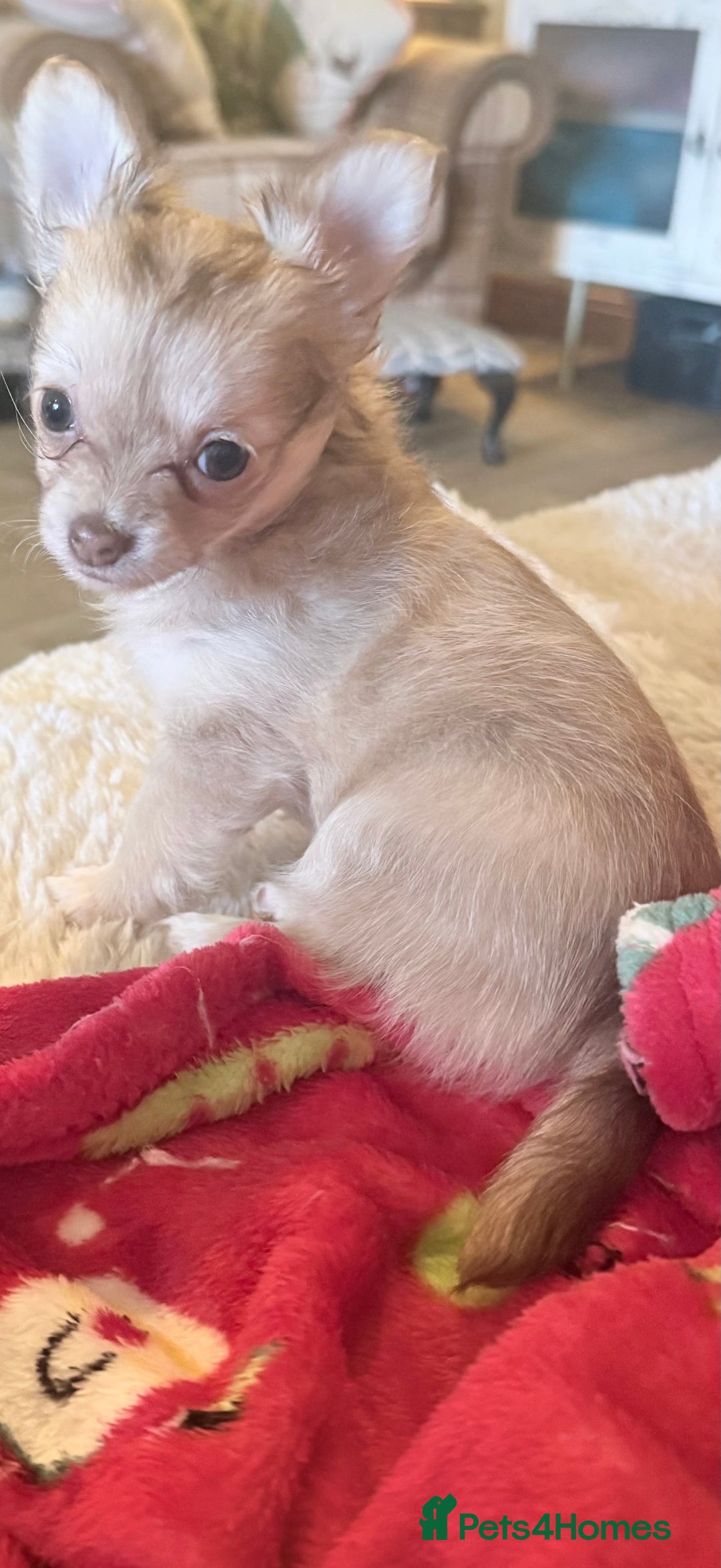 Chihuahua dogs for sale: 3 Long Haired  **  Chihuahua Puppies. 2xF, 1xM - Advert 5