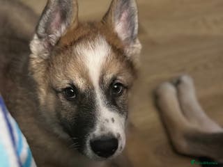 Mixed Breed dogs Gorgeous pups - Advert 10