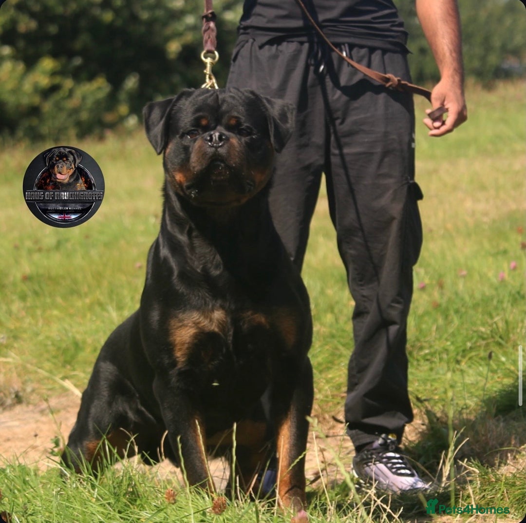 Rottweiler dogs for sale: Top Kc Registered Rottweiler Female Puppies - Advert 5