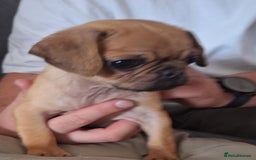 Jug dogs for sale: Handsome Tan Jug Boy  - Image 2