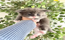 Maine Coon cats for sale: 😻GCCF HUGE RUSSIAN/GERMAN IMPORT MC KITTENS 😻 - Image 4