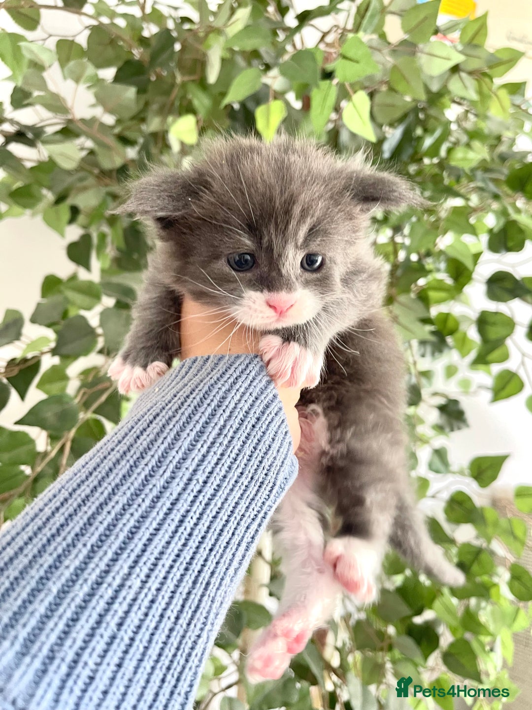 Maine Coon cats for sale: 😻GCCF HUGE RUSSIAN/GERMAN IMPORT MC KITTENS 😻 - Image 4