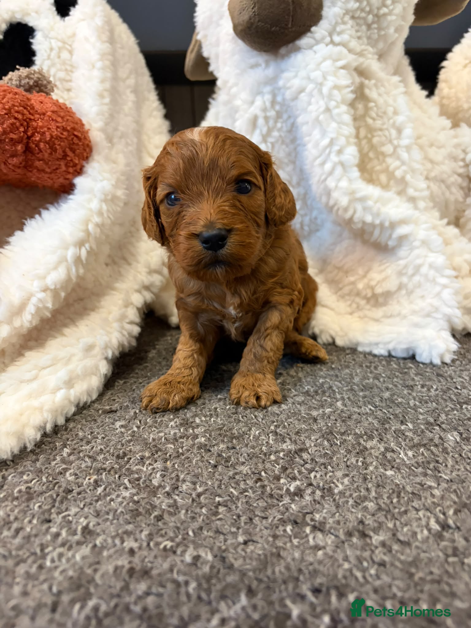 Cockapoo dogs 🌟F1 miniature health tested cockapoos🌟 - Advert 2