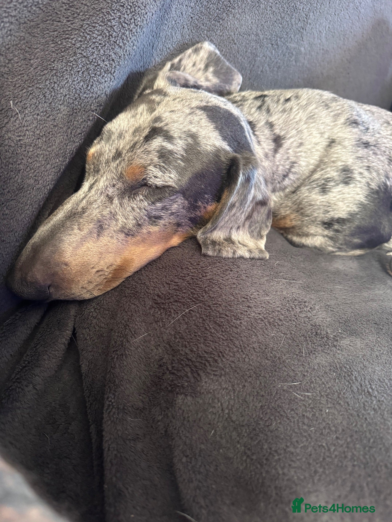 Miniature Dachshund dogs Miniature dachshund - Advert 1