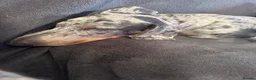 Miniature Dachshund dogs for sale: Miniature dachshund in Grimsby - Advert 1