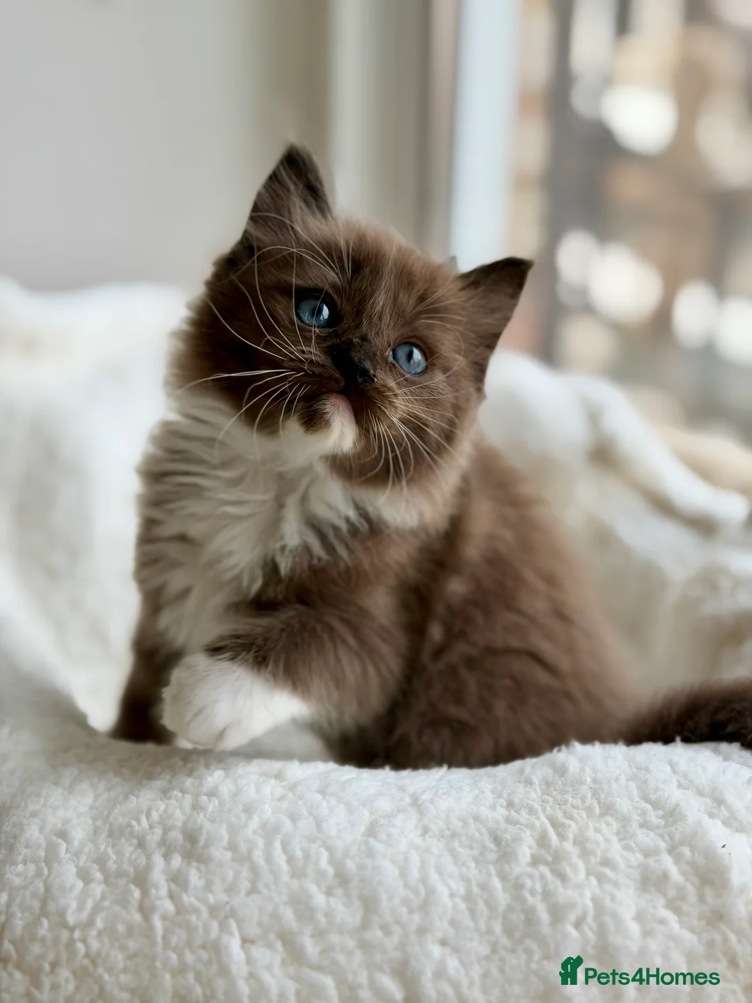 Ragdoll cats for stud: TICA registered seal mink stud - Advert 12