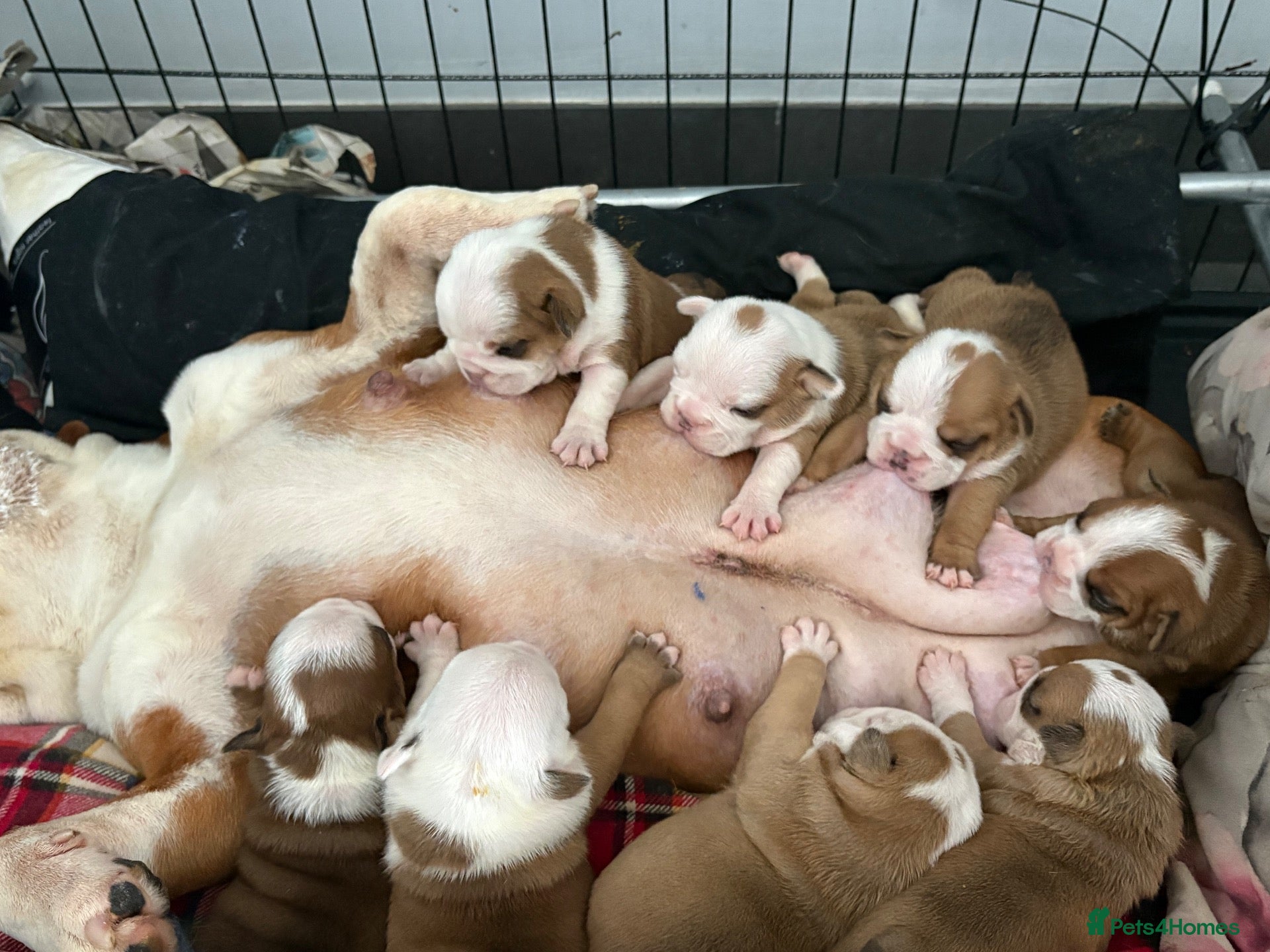 English Bulldog dogs Health tested Kc traditional red & white bulldogs - Advert 1