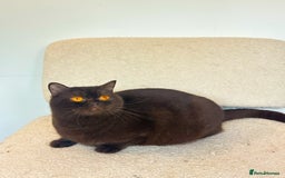 British Shorthair cats for sale: GCCF reg BS kittens true to type cinnamon  - Image 10