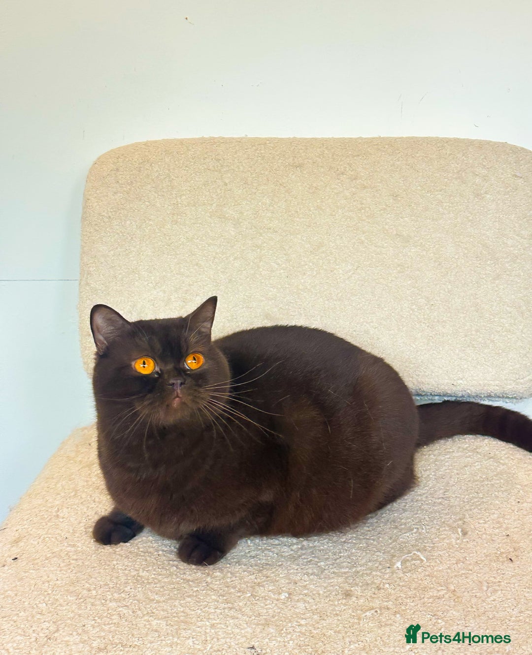 British Shorthair cats for sale: GCCF reg BS kittens true to type cinnamon  - Image 10