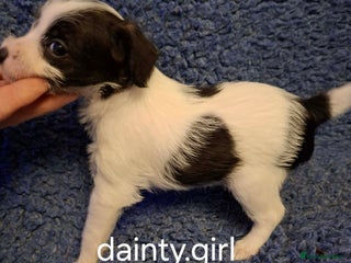 Jackapoo dogs JACKAPOO PUPPIES - Advert 5