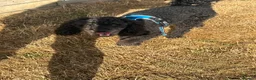 Toy Poodle dogs for sale: Male, 4 year old black toy poodle  - Advert 4