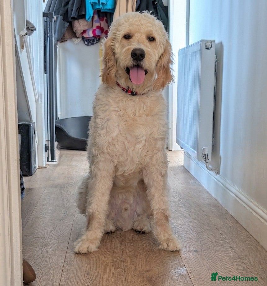 Goldendoodle dogs 1 Year old Male Goldendoodle  - Advert 2