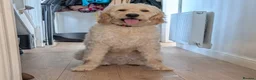 Goldendoodle dogs for sale: 1 Year old Male Goldendoodle  - Advert 1