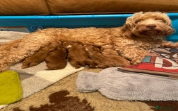 Cockapoo dogs for sale: Beautiful f2 Cockapoo puppies  - Advert 1