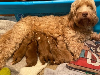 Cockapoo dogs for sale: Beautiful f2 Cockapoo puppies - Advert 1