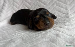 Miniature Dachshund dogs for sale: 🏆Champion Show Lines Kc Miniature Dachshunds 🏆 - Image 2
