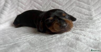 Miniature Dachshund dogs - Advert 11