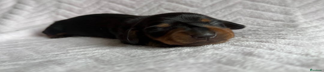 Black & Tan Boy