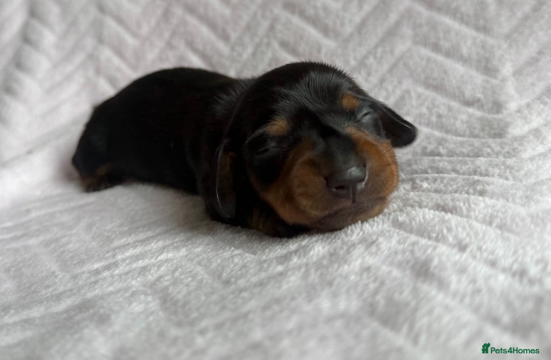 Miniature Dachshund dogs for sale: 🏆Champion Show Lines Kc Miniature Dachshunds 🏆 - Image 2
