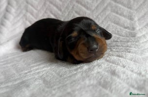 Miniature Dachshund dogs - Advert 15