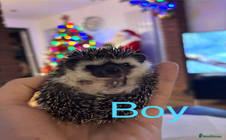 Pygmy Hedgehog rodents African Pygmy Hedgehogs  - Advert 6