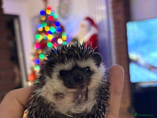 Pygmy Hedgehog rodents African Pygmy Hedgehogs - Advert 5