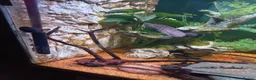 Cichlids fish for sale: Emperor snakehead channa perfect specimen - Advert 4