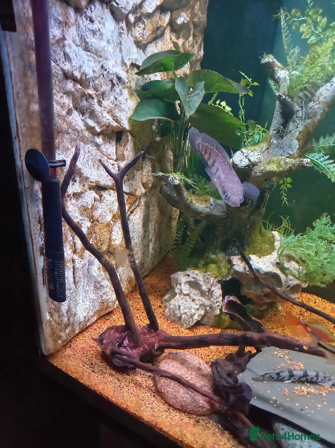 Cichlids fish for sale: Emperor snakehead channa perfect specimen - Advert 4
