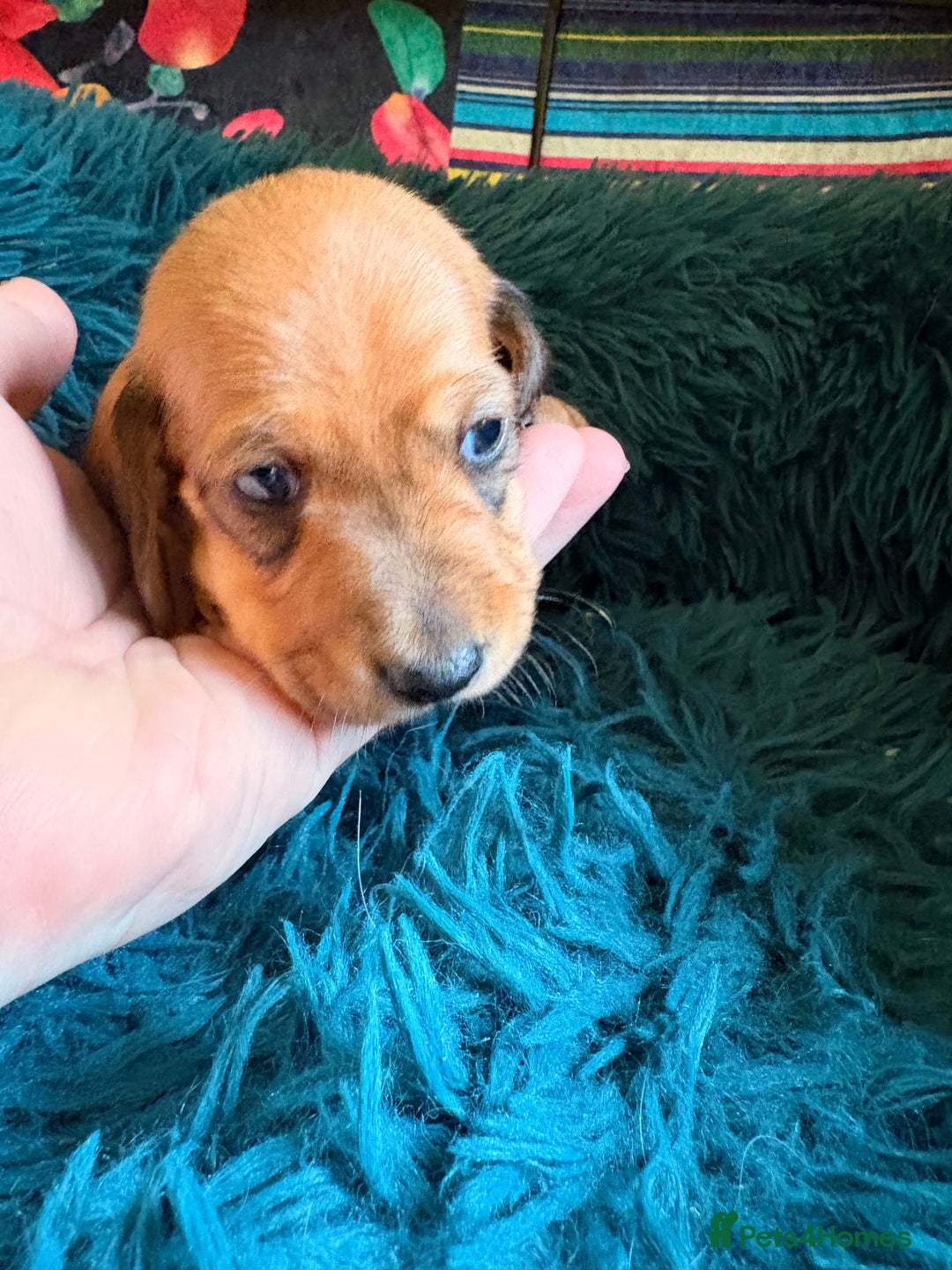 Dachshund dogs for sale: Miniature Smooth Haired Dachshunds  - Advert 15