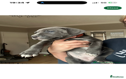 Cane Corso dogs for stud: ⭐️LOKI⭐️ - Image 10