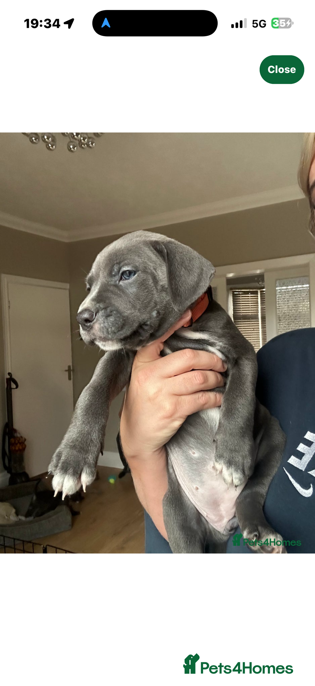 Cane Corso dogs for stud: ⭐️LOKI⭐️ - Image 10