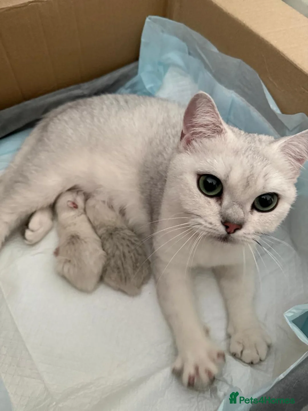 British Shorthair cats for sale: British Shorthair Silver Tipped Kittens in Stafford - Advert 1