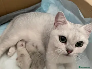 British Shorthair cats British Shorthair Silver Tipped Kittens - Advert 1